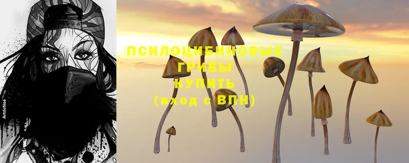 Галлюциногенные грибы Psilocybine cubensis  Жуков 